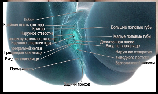 женские половые органы, фото