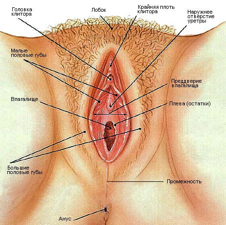 10 этапов правильных ласк промежности и вагины